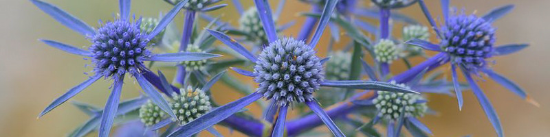 eryngium, sea holly